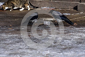 Brazen crows are stealing dry food prepared in a park for homeless street cats. Early spring in April. Snow and ice in the