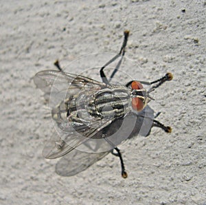 The brazen fly