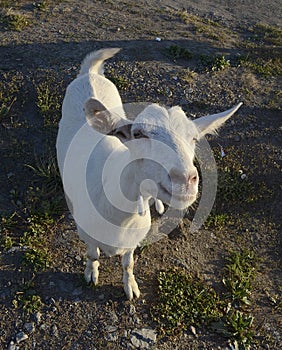 Brazen goat begging for food