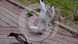 A brazen Seagull steals ducks from the thrown with people hlec. Very cool rare frames in slow motion. Birds up close.