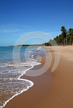 Brazil Alagoas Maceio deserted palm lined beach