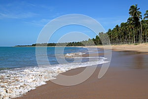 Brazil Alagoas State Maceio palm lined beach photo