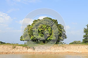 Brazil, Amazon River - Old Tree on River Bank
