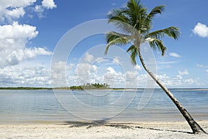 Brazil Beach Palm Tree Nordeste Bahia