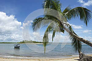 Brazil Beach Palm Tree Nordeste Bahia photo