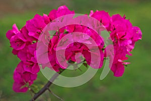 Brazil bougainvillea photo