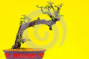 Brazil bougainvillea bonsai plant