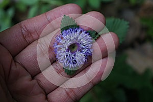 Brazil Button Flower known as Larkdaisy