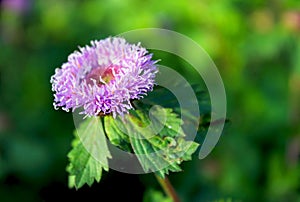 Brazil Button Flower, Larkdaisy, Button beauty, Centratherum punctatum