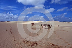 Brazil: Cows walking over the Jericoacoara sanddunes in CÃÂ©ara