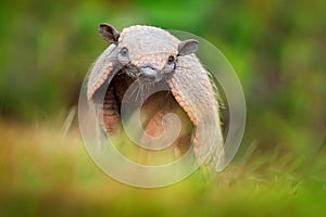 Brazil cute animal. Six-Banded Armadillo, Yellow Armadillo, Euphractus sexcinctus, Pantanal, Brazil. Wildlife scene from nature. F