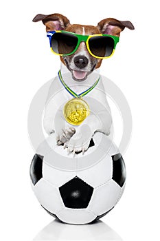 Brazil fifa world cup dog
