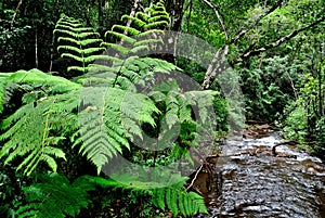 Brazil forest