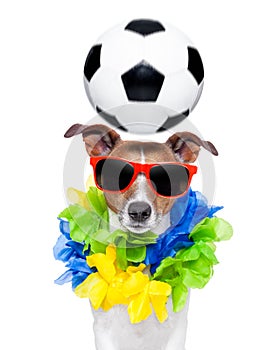 Brazil funny soccer dog