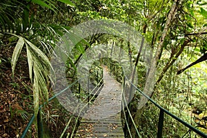Jungle boardwalk, Brazil photo