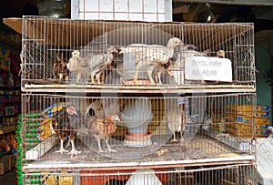 Brazil, Manaus: Chickens for Sale