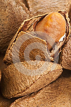 Brazil nut