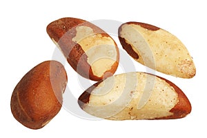 Brazil Nut (Bertholletia excelsa)