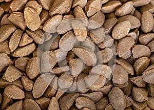 Brazil nut, butter nut, cream nut, para nut (Bertholletia excelsa), many Brazil nuts