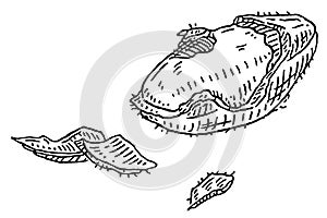 Brazil nut half shelled with shucks. Vector engraving black vintage illustration. photo