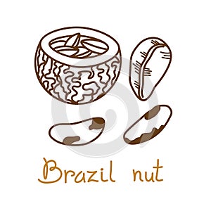 Brazil nut hand drawn graphics element for packaging design of nuts and seeds or snack. Vector illustration in line art