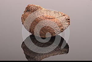 Brazil Nut isolated on black background. With reflection and copy space.