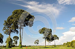 Brazil nut tree