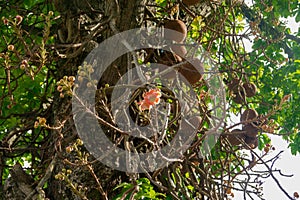 Brazil nut tree orange flower. photo