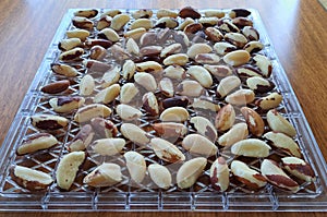 Brazil Nuts Dehydrating or Drying