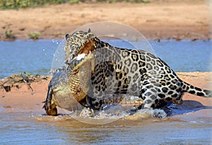 Brazil Pantanal