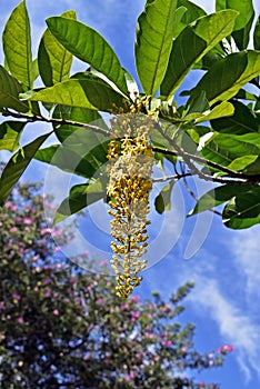 Brazil\'s golden chain flowers on tree