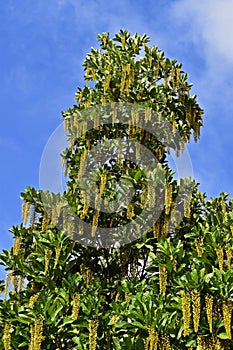 Brazil\'s golden chain flowers on tree