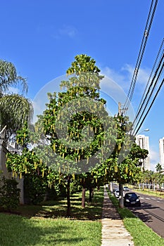 Brazil\'s golden chain flowers on tree