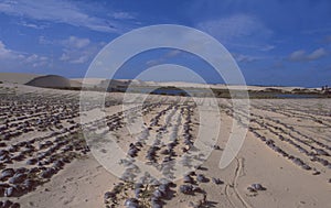 Brazil: The sand dunes of Baleia Ze do Lago near Icarai photo