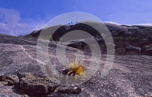 Brazil: The stone formations at the coastal boarder of the states Maranhao and Piau photo