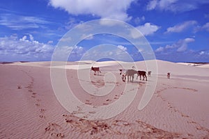 Baleia Ze do Lago Icarai: The sand dunes at the coast of Maranhao photo