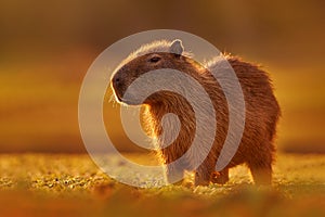 Brazil wildlife. Capybara, Hydrochoerus hydrochaeris, Biggest mouse near the water with evening light during sunset, Pantanal,