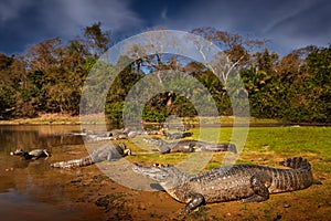 Brazil wildlife. Crocodile catch fish in river water, evening light. Yacare Caiman, crocodile with piranha in open muzzle with big