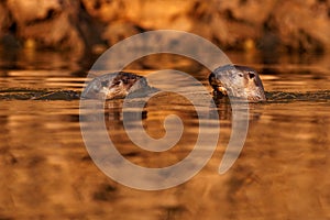 Brazil wildlife. Giant Otter, Pteronura brasiliensis, portrait in the river water level, Rio Negro, Pantanal, Brazil. Wildlife