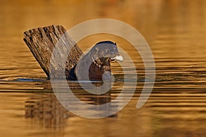 Brazil wildlife. Giant Otter, Pteronura brasiliensis, portrait in the river water level, Rio Negro, Pantanal, Brazil. Wildlife