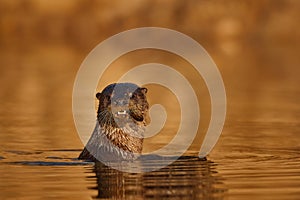 Brazil wildlife. Giant Otter, Pteronura brasiliensis, portrait in the river water level, Rio Negro, Pantanal, Brazil. Wildlife