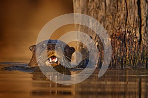 Brazil wildlife. Giant Otter, Pteronura brasiliensis, portrait in the river water level, Rio Negro, Pantanal, Brazil. Wildlife