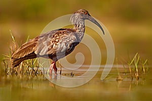 Brazil wildlife. Plumbeous Ibis, Theristicus caerulescens, exotic bird in the nature habitat, bird sitting in the grass with