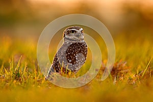 Brazil wildlife, sunset with owl. Burrowing Owl, Athene cunicularia, night bird with beautiful evening sun light, animal in the