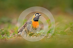 Brazil woodpecker. Campo Flicker, Colaptes campestris, exotic woodpecker in the nature habitat, bird sitting in the grass, yellow