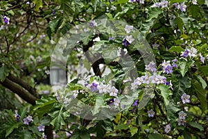Brazilean Blue Potato Tree, Solanum wrightii