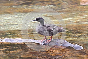 Braziliaanse Zaagbek, Brazilian Merganser, Mergus octosetaceus