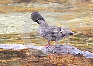 Braziliaanse Zaagbek, Brazilian Merganser, Mergus octosetaceus