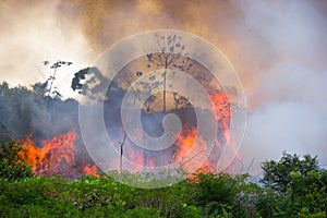 Brazilian Amazon Burning photo