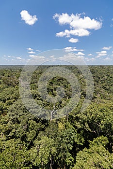 The brazilian amazon forest from above